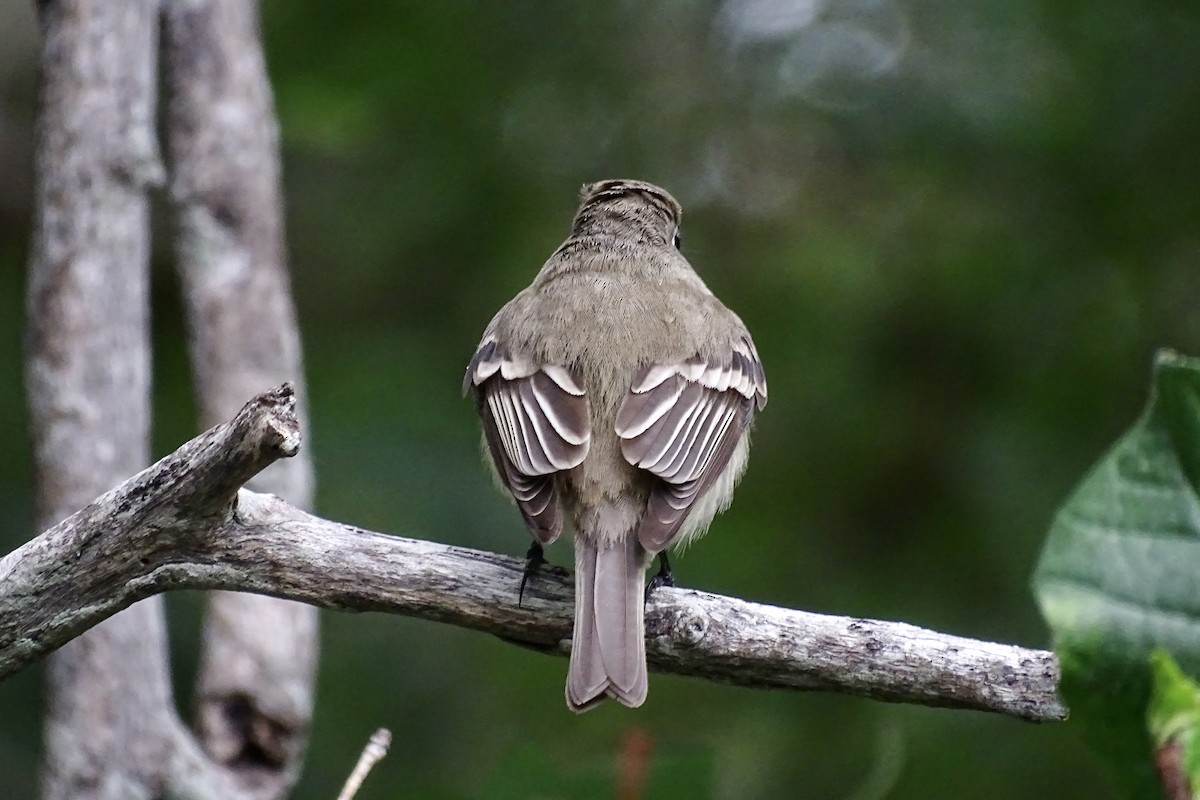 Least Flycatcher - ML617756720