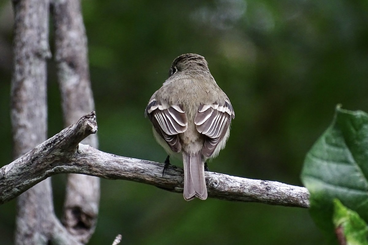 Least Flycatcher - ML617756721