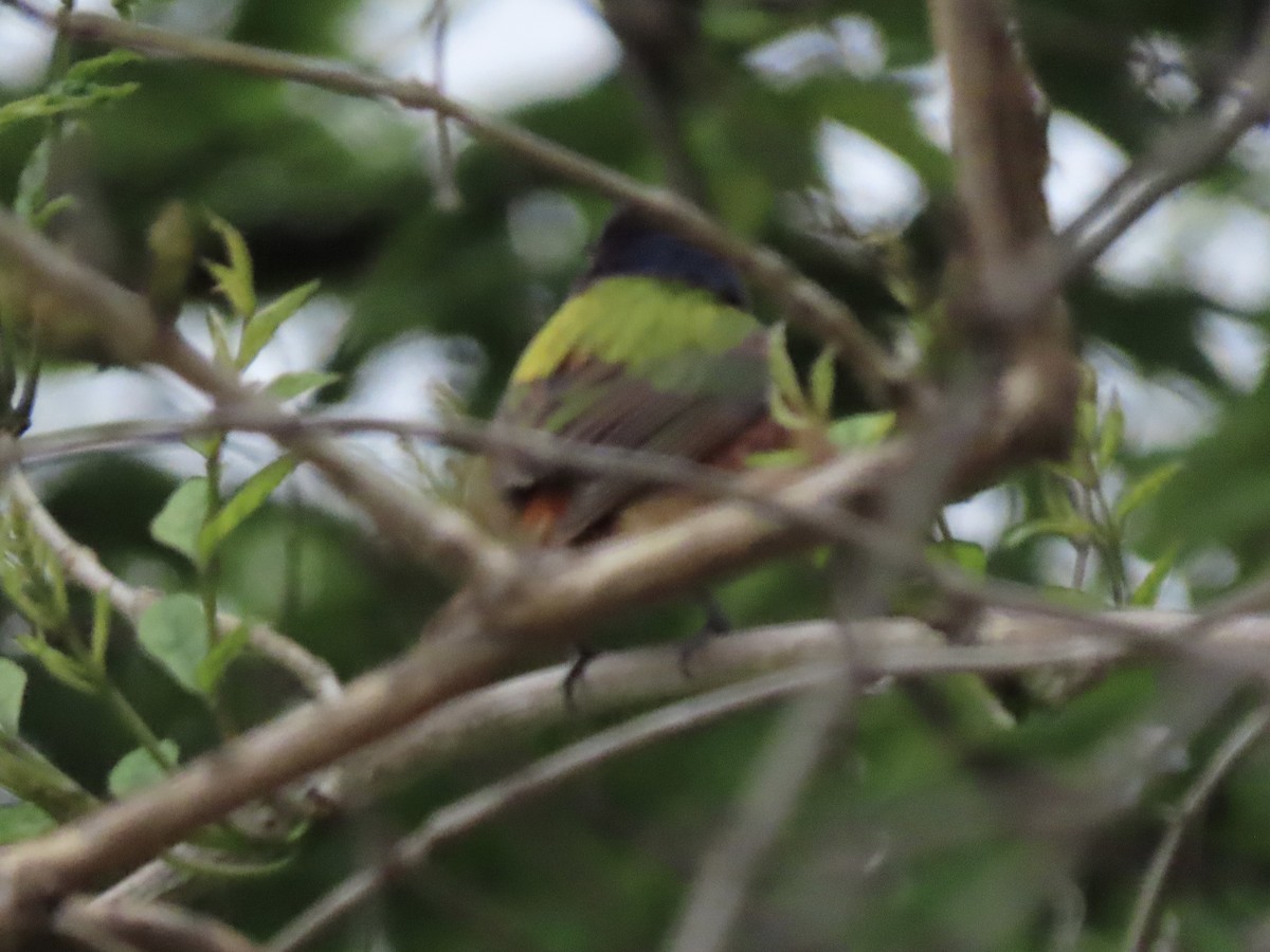 Painted Bunting - ML617756732