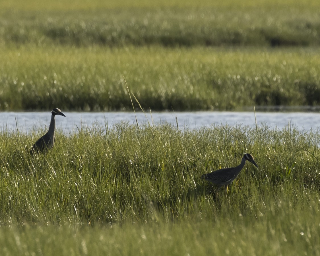 Yellow-crowned Night Heron - ML617756910