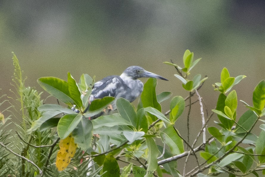 Little Blue Heron - ML617756927