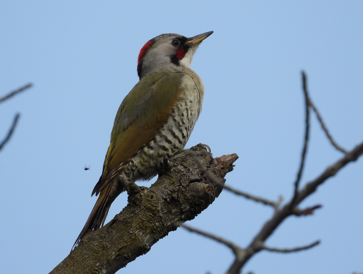 Japanese Woodpecker - ML617756980