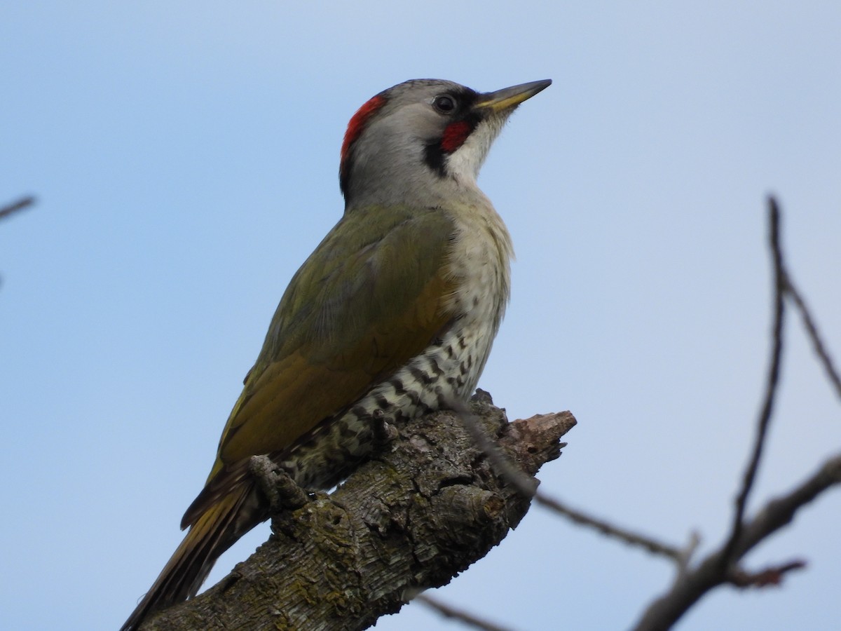 Japanese Woodpecker - ML617756981