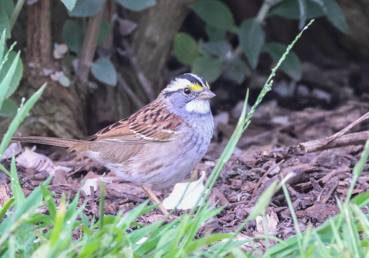 White-throated Sparrow - ML617756994