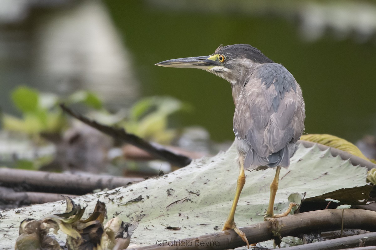 Striated Heron - ML617757023