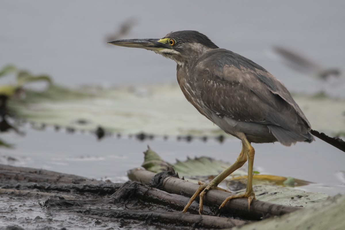 Striated Heron - ML617757025