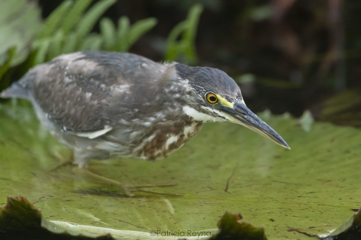 Striated Heron - ML617757026