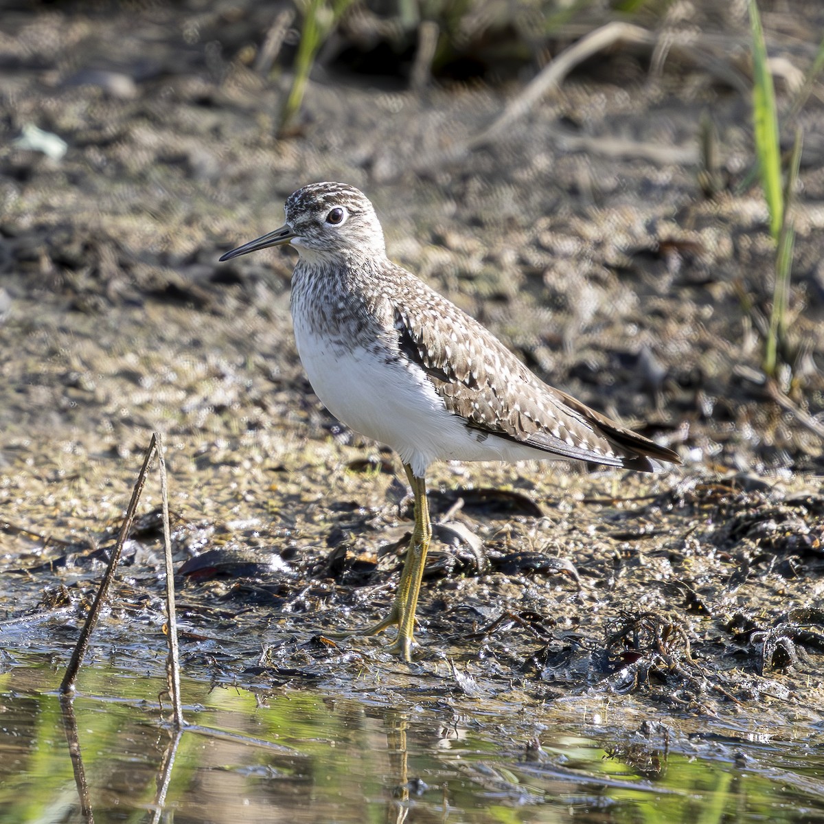 Solitary Sandpiper - Kelly Roy