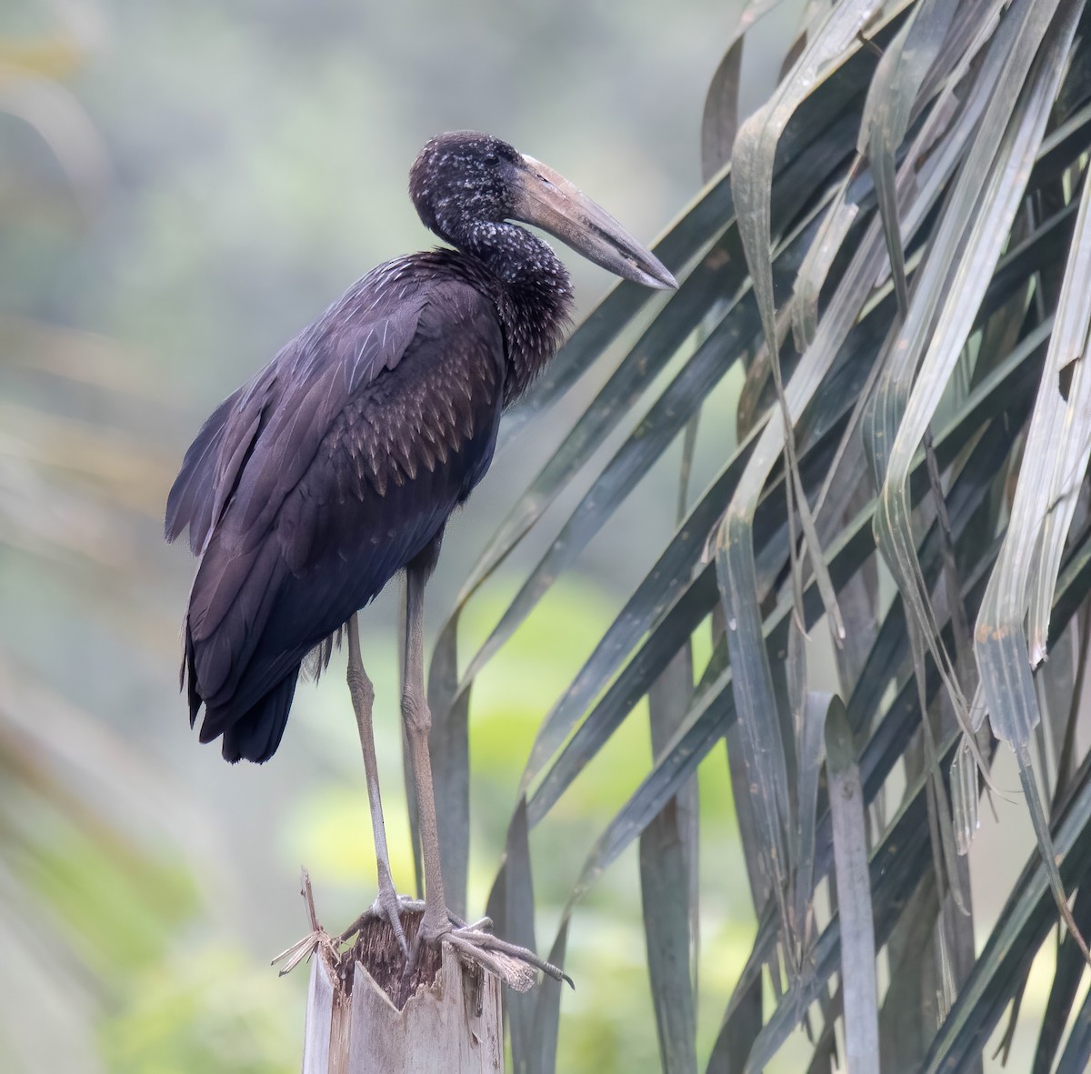 African Openbill - ML617757046