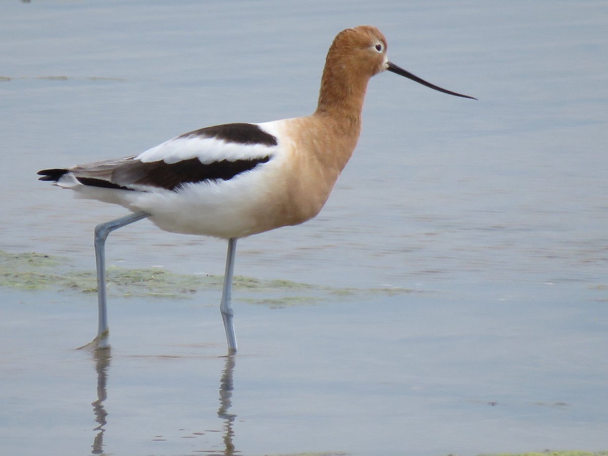 American Avocet - MARGUERITE LONG