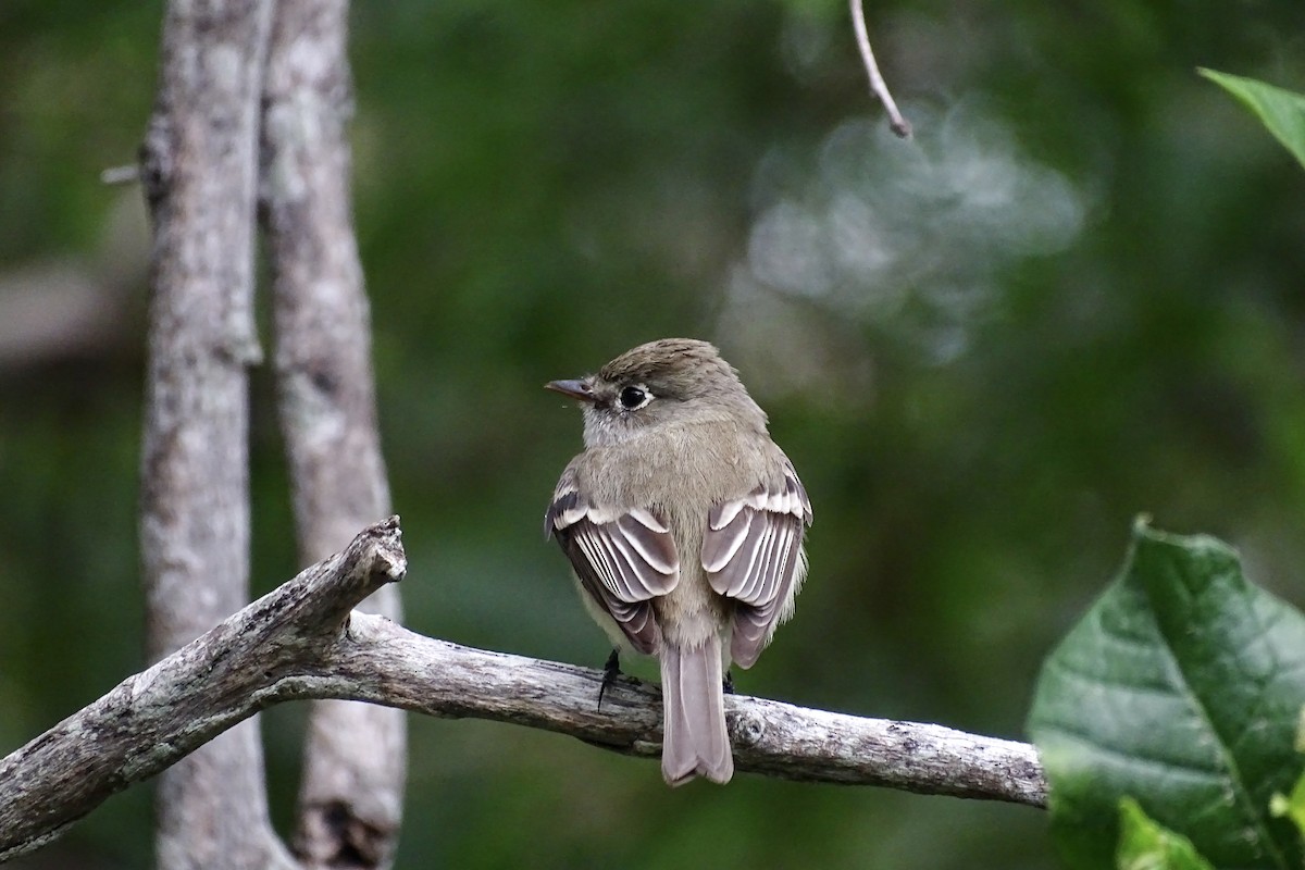 Least Flycatcher - ML617757061