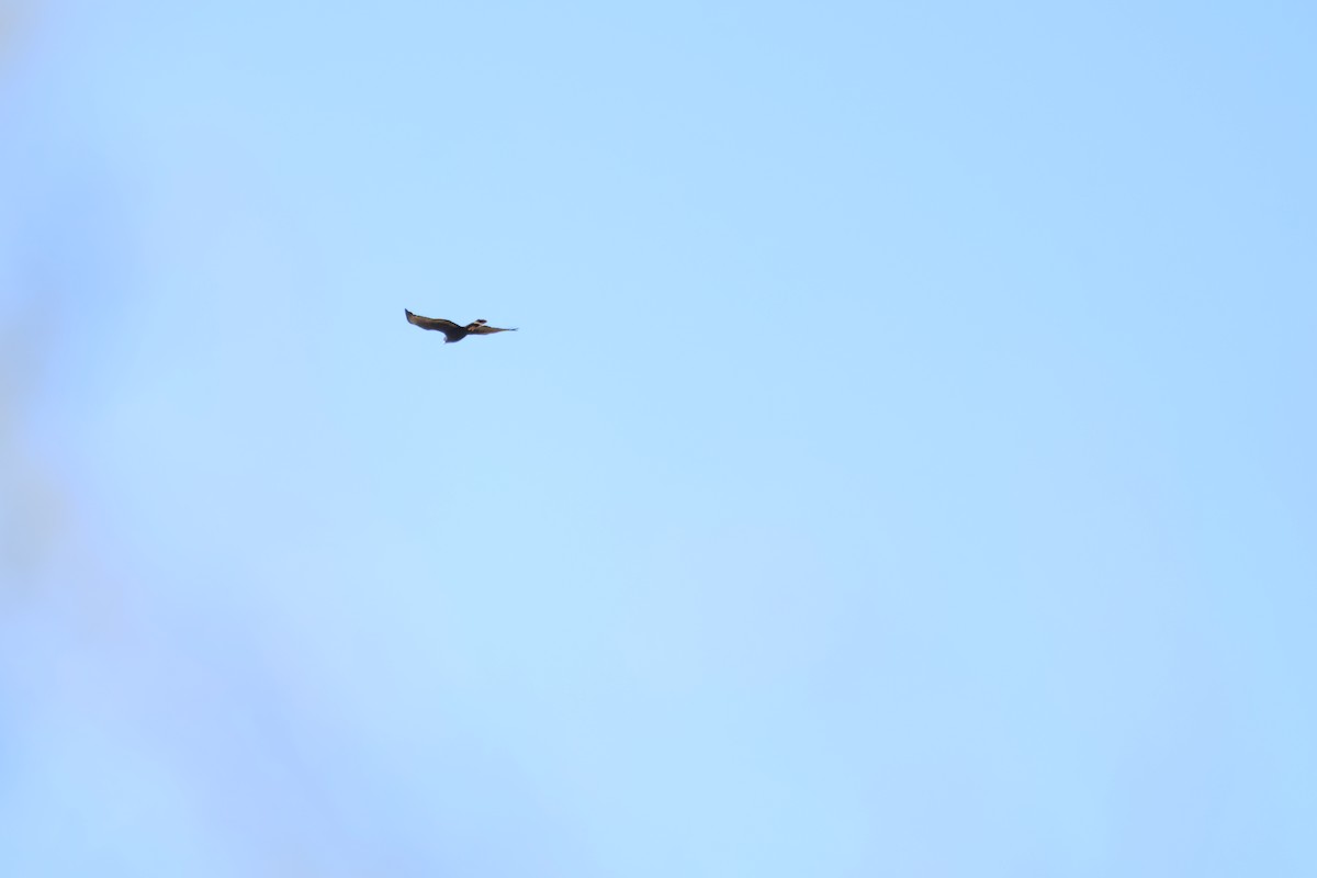 Zone-tailed Hawk - Nik Byle