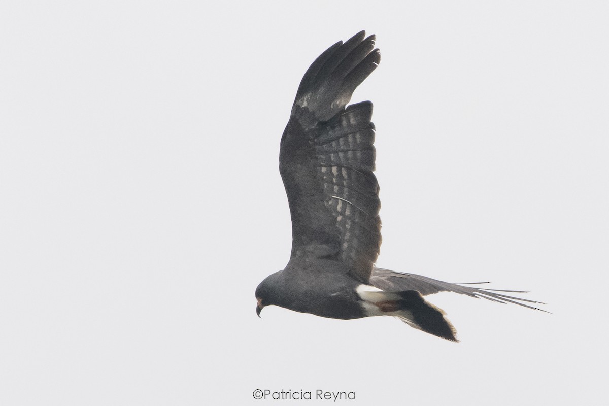 Snail Kite - ML617757100