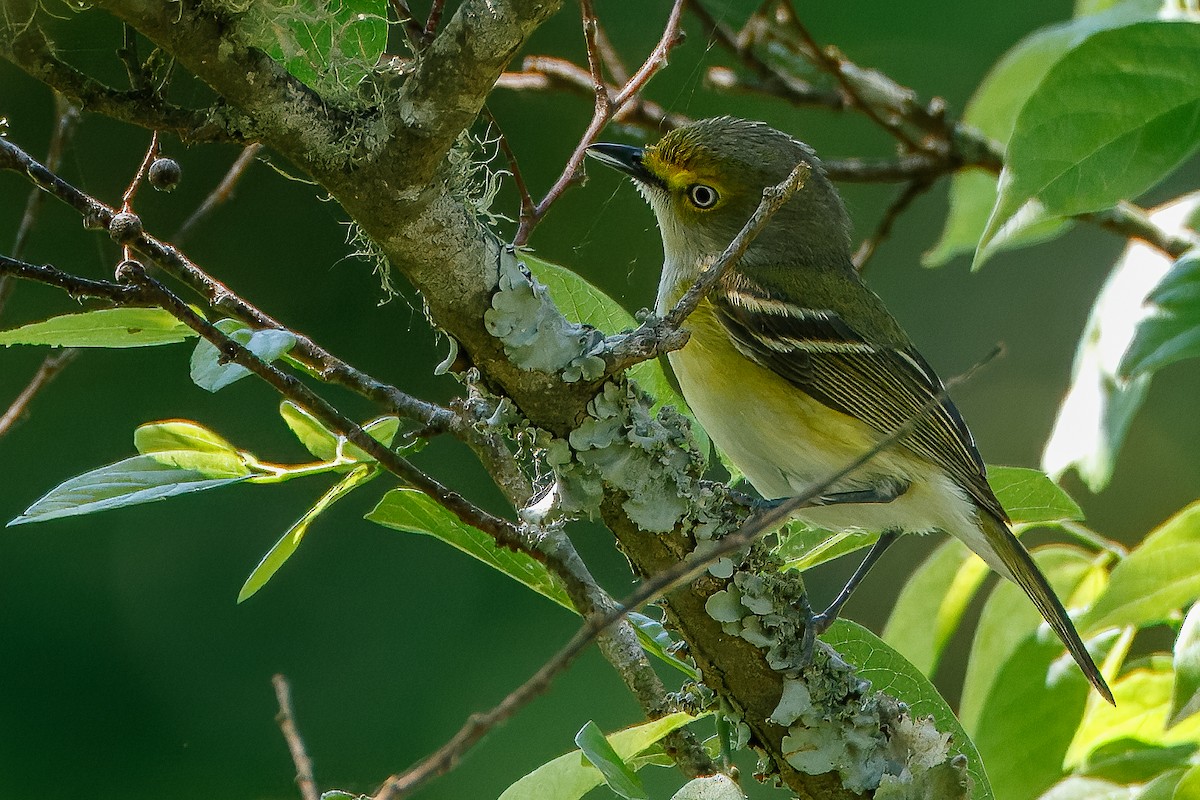 Viréo aux yeux blancs - ML617757105