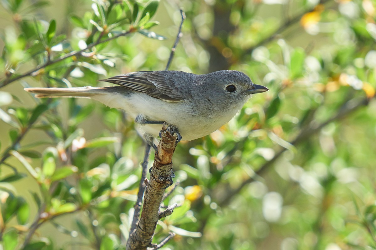 Gray Vireo - ML617757145