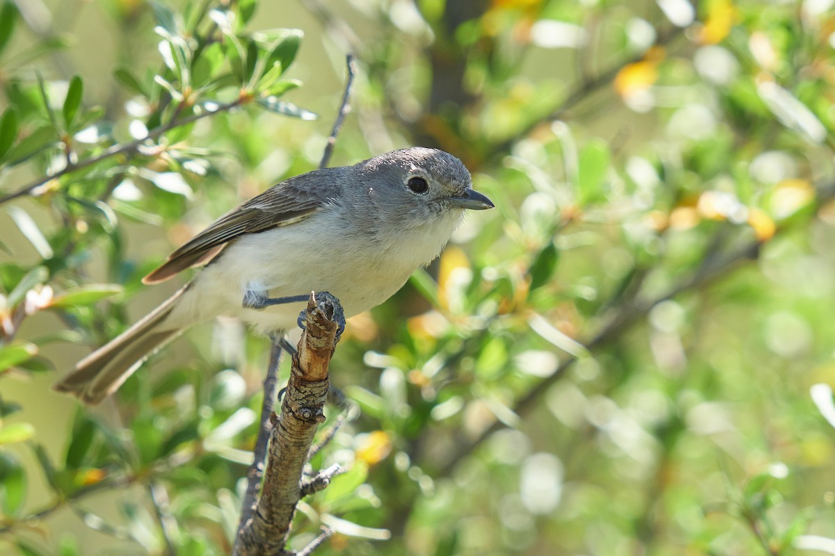 Gray Vireo - ML617757146