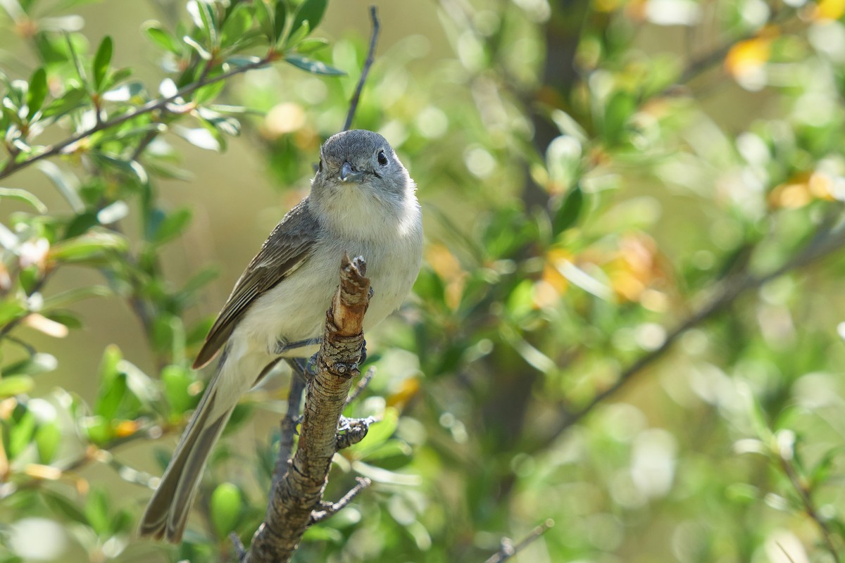 Gray Vireo - ML617757147