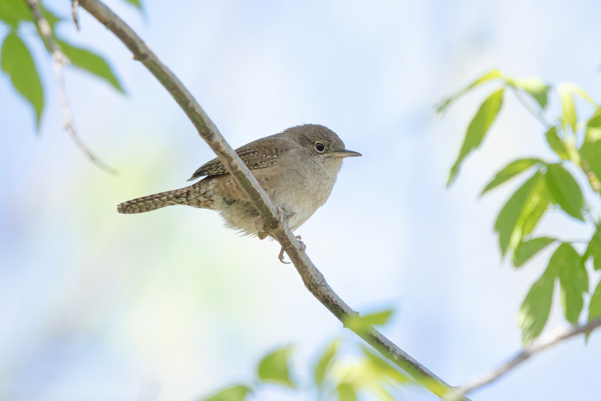 House Wren - Josh Davidson