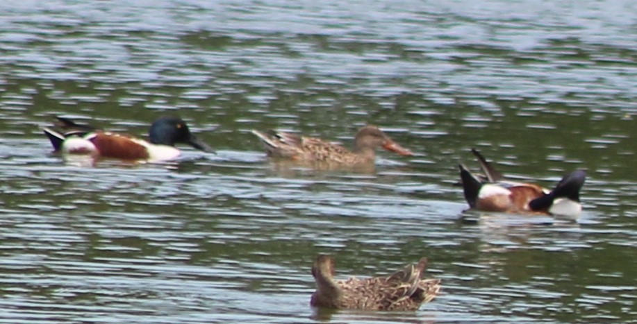 Northern Shoveler - ML617757337