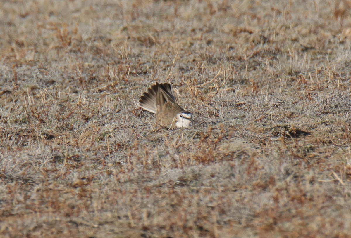 Mountain Plover - ML617757342