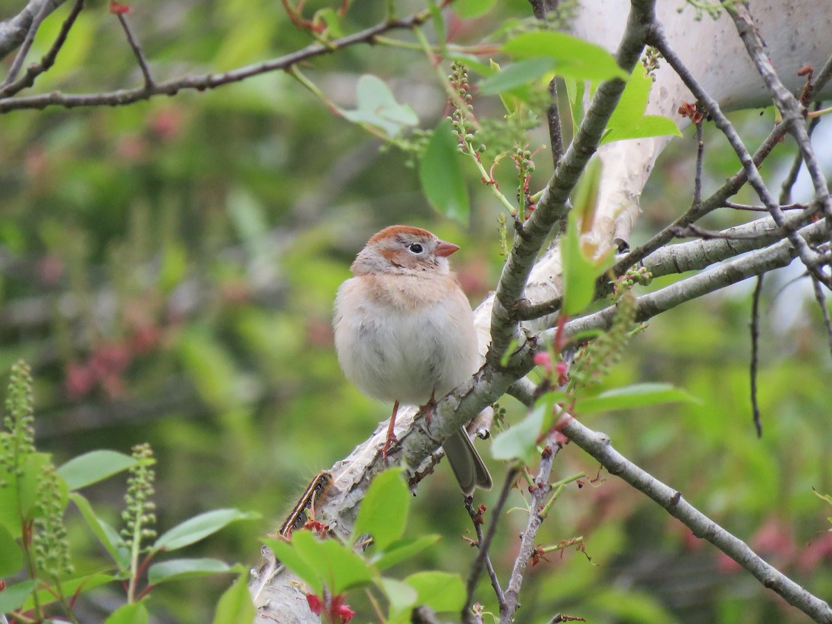 Field Sparrow - ML617757354