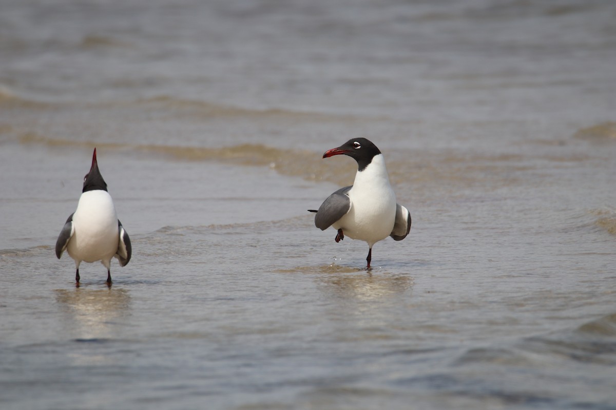 Gaviota Guanaguanare - ML617757356