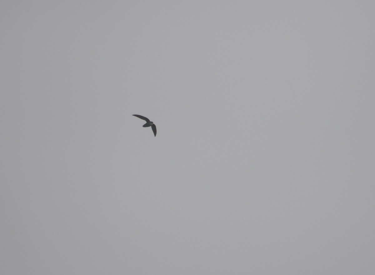 Chimney Swift - ML617757392