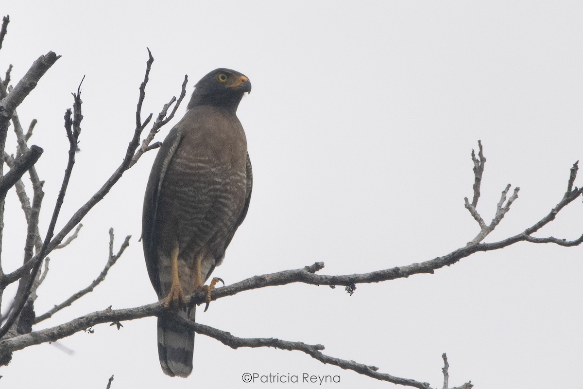 Roadside Hawk - ML617757398