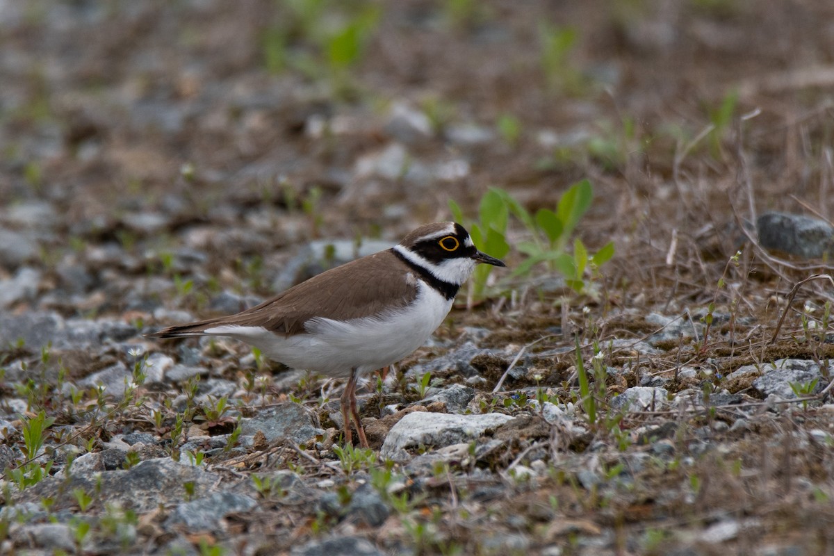 Little Ringed Plover - Sangyoon Lee
