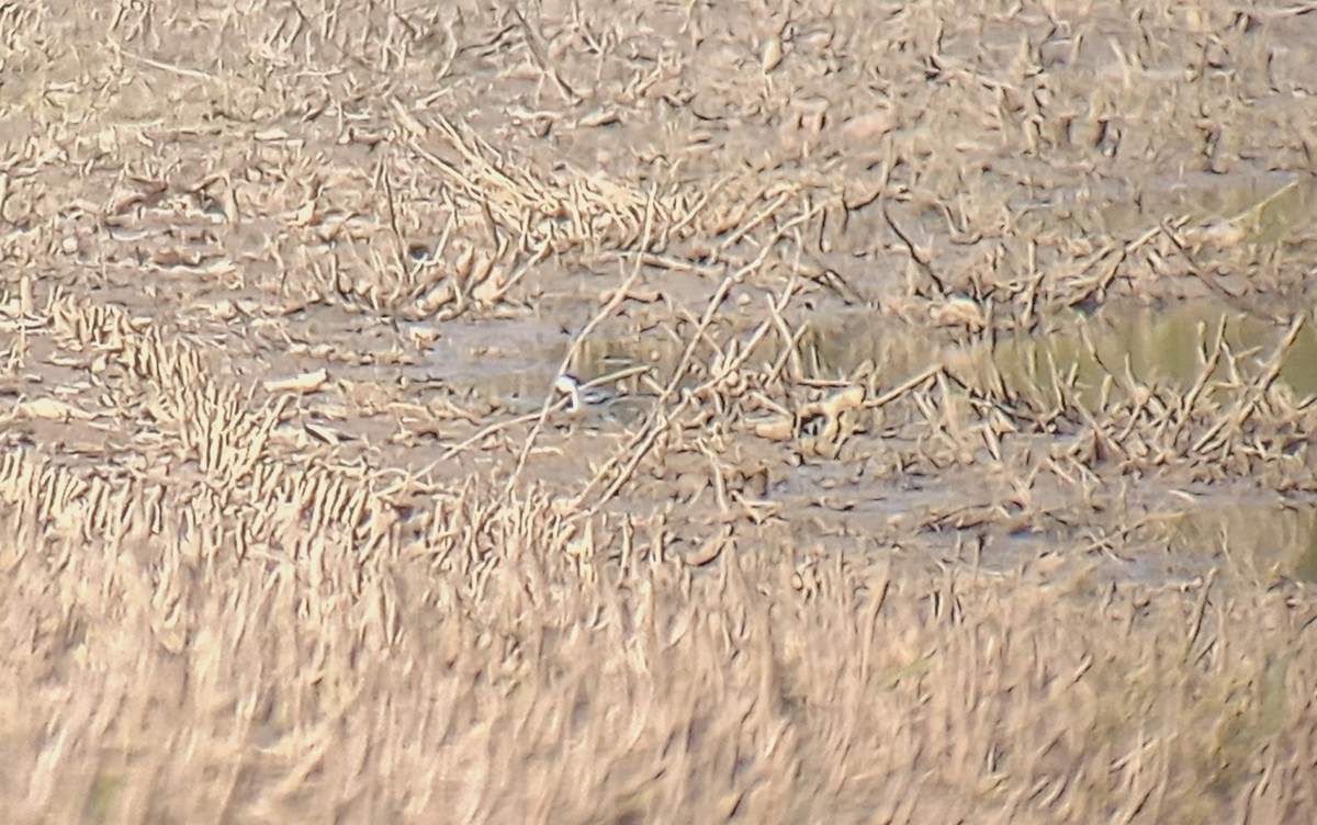 White Wagtail - ML617757516