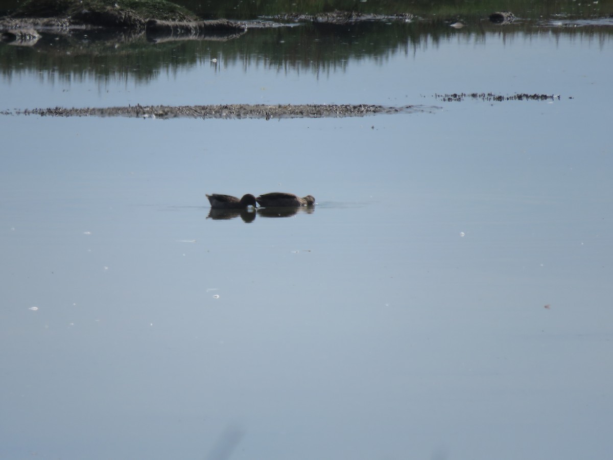 Yellow-billed Teal - ML617757526