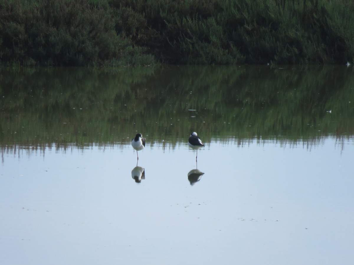 Black-necked Stilt - ML617757560