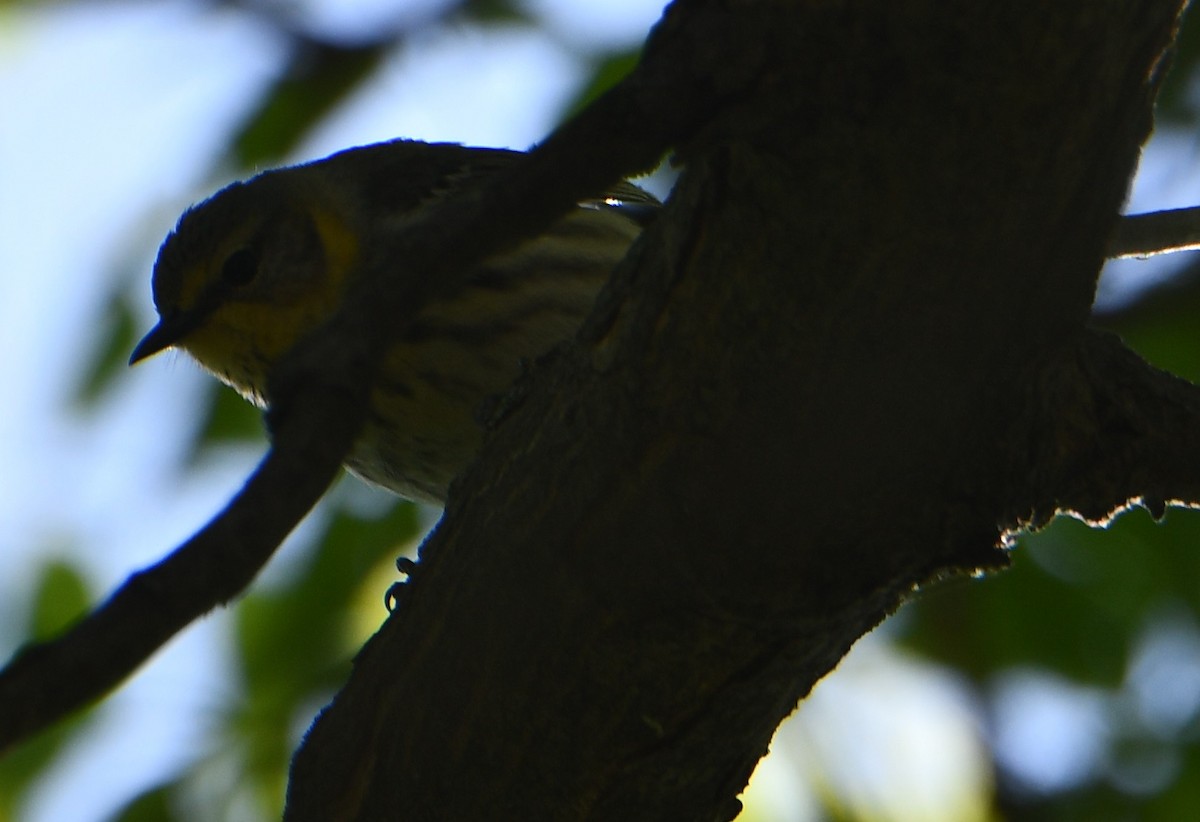 Cape May Warbler - M.K. McManus-Muldrow