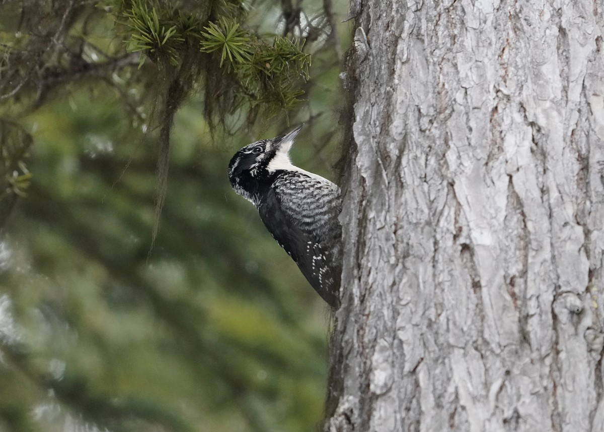 American Three-toed Woodpecker - Katie Volz