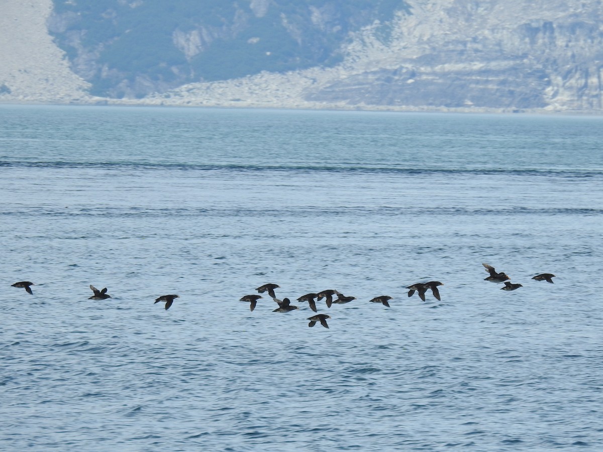 Rhinoceros Auklet - ML617757577