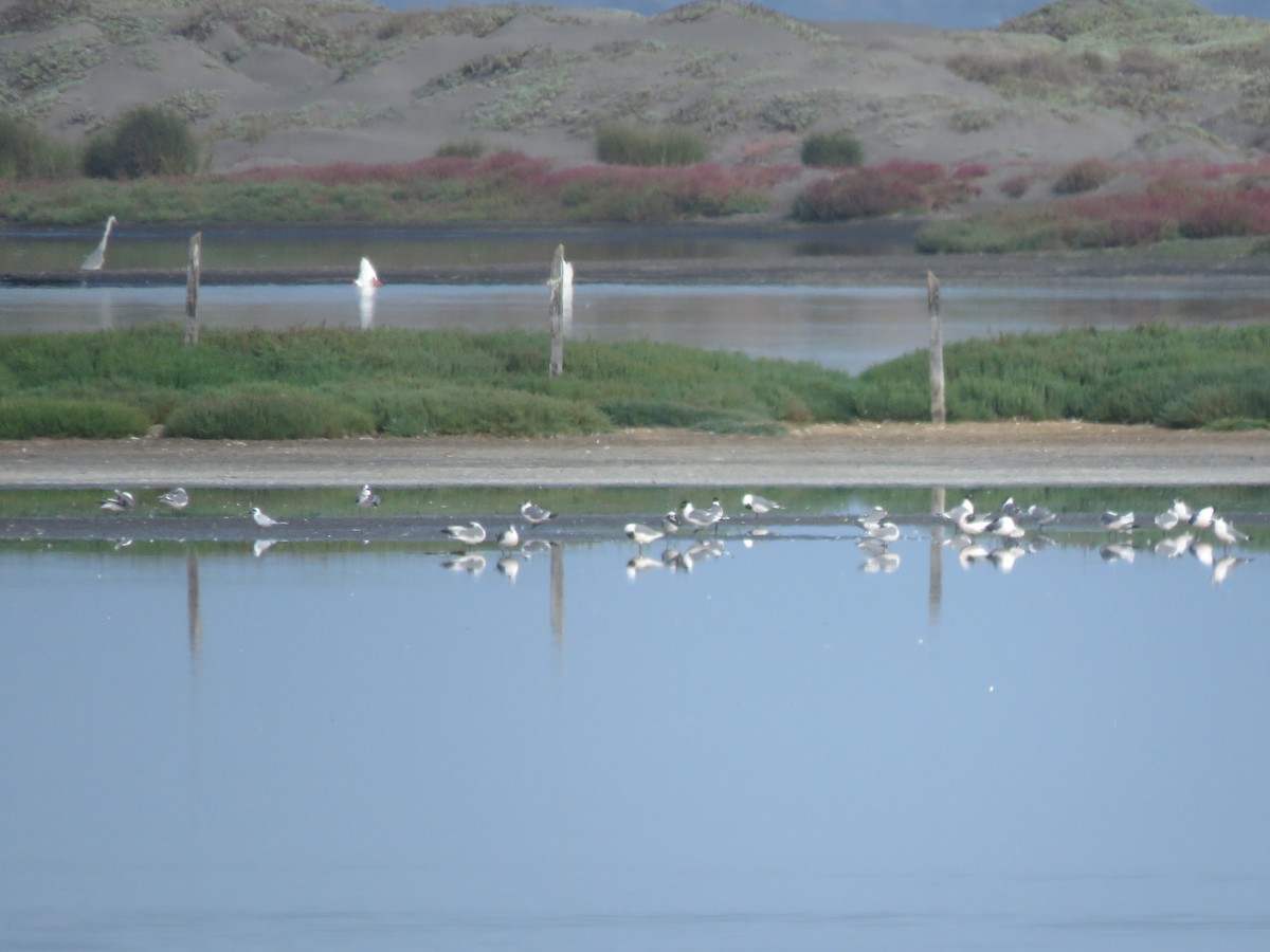 Franklin's Gull - ML617757580