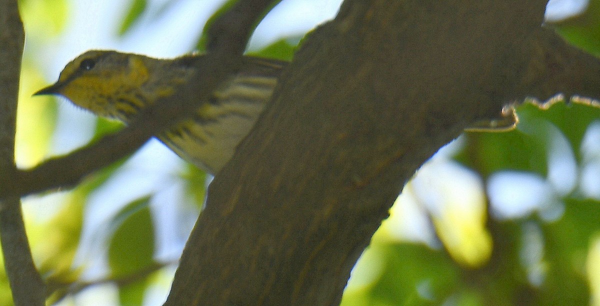 Cape May Warbler - M.K. McManus-Muldrow