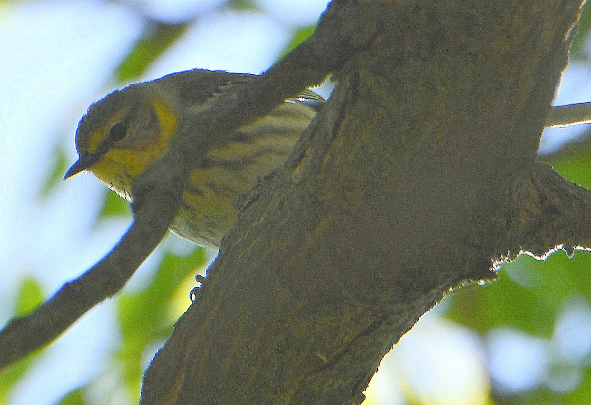 Cape May Warbler - M.K. McManus-Muldrow