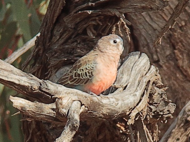 Bourke's Parrot - ML617757595