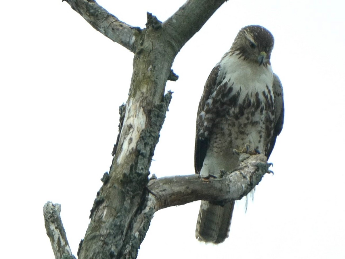 Red-tailed Hawk - Steph Foraker