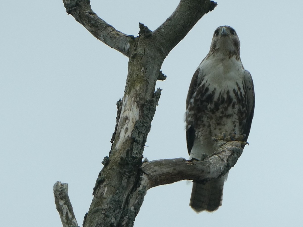 Rotschwanzbussard - ML617757634