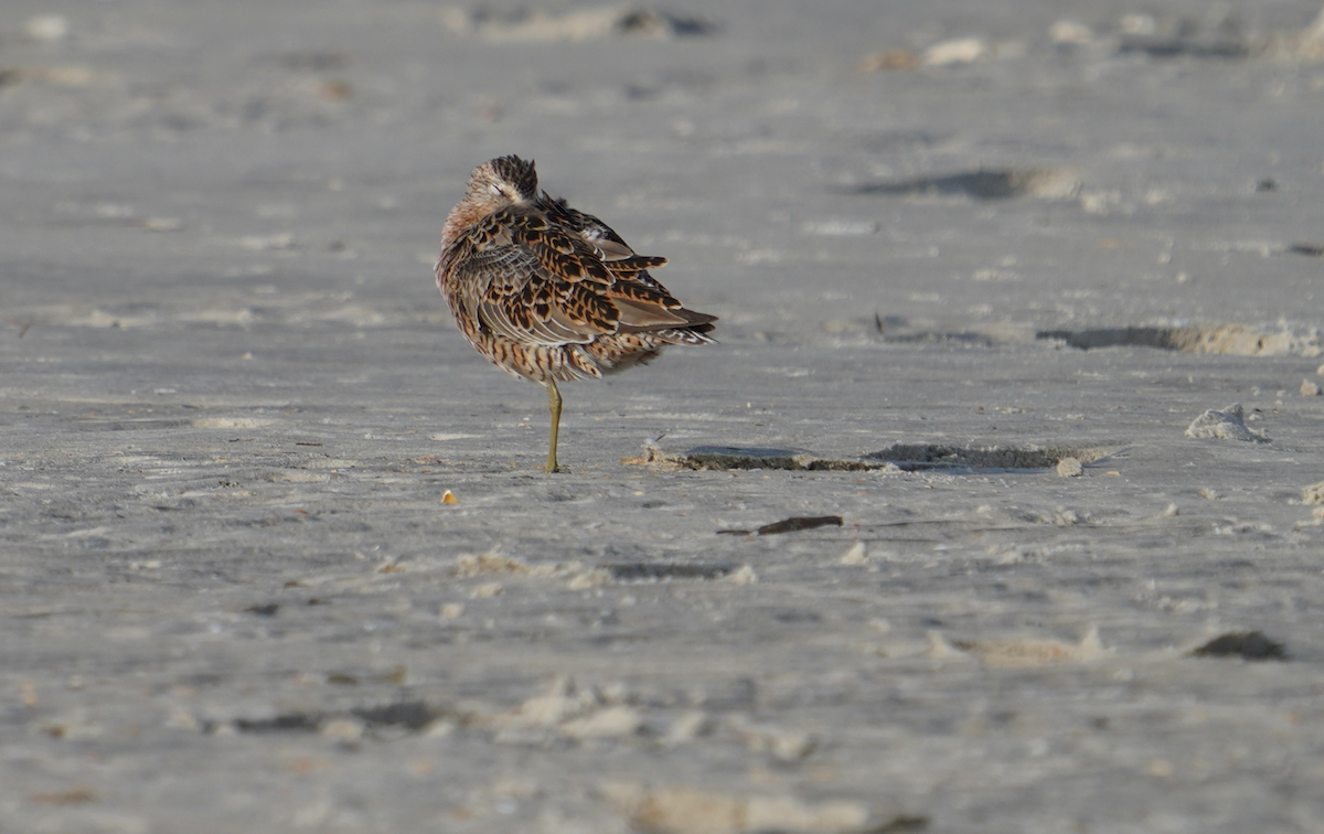 kortnebbekkasinsnipe - ML617757642