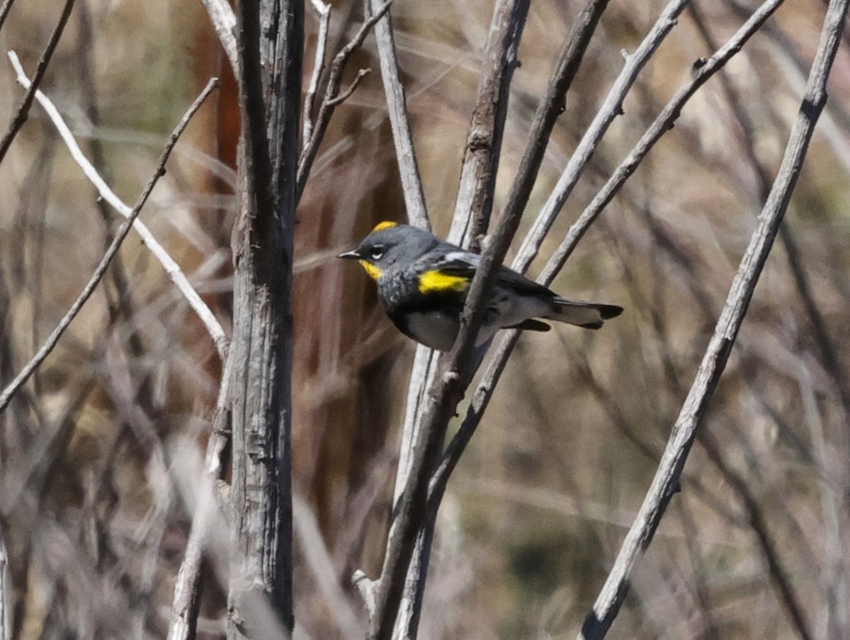 Yellow-rumped Warbler (Audubon's) - ML617757682