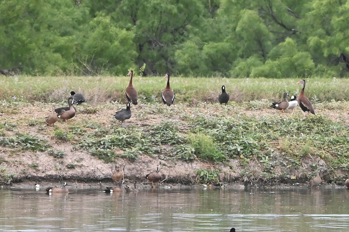 Black-bellied Whistling-Duck - ML617757712