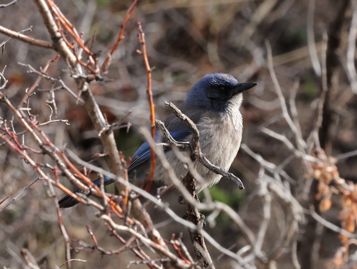 Woodhouse's Scrub-Jay - ML617757724