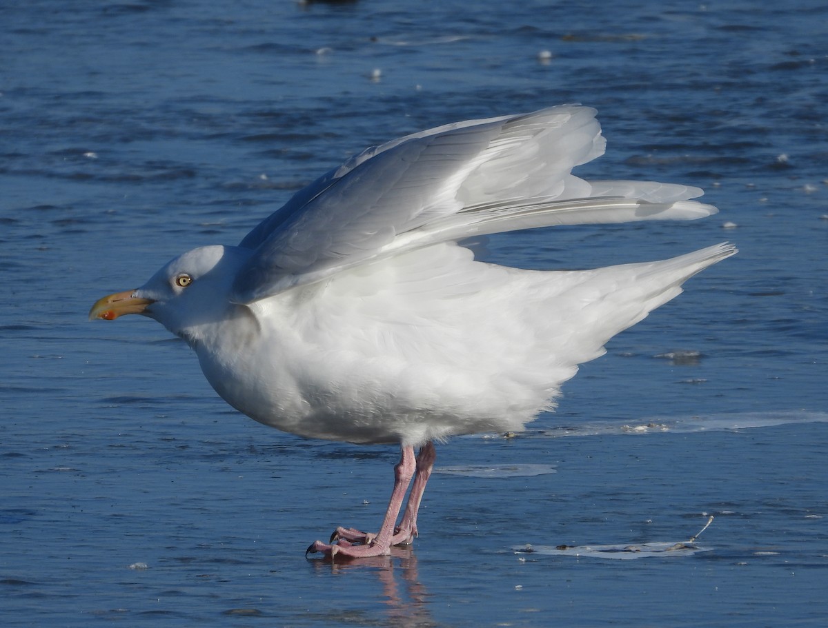 Glaucous Gull - Gary Graves