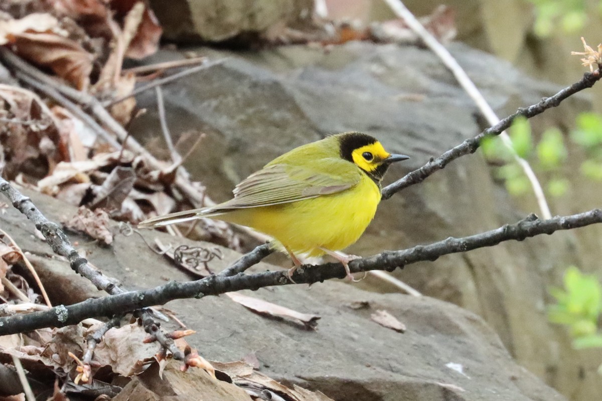 Hooded Warbler - ML617757764