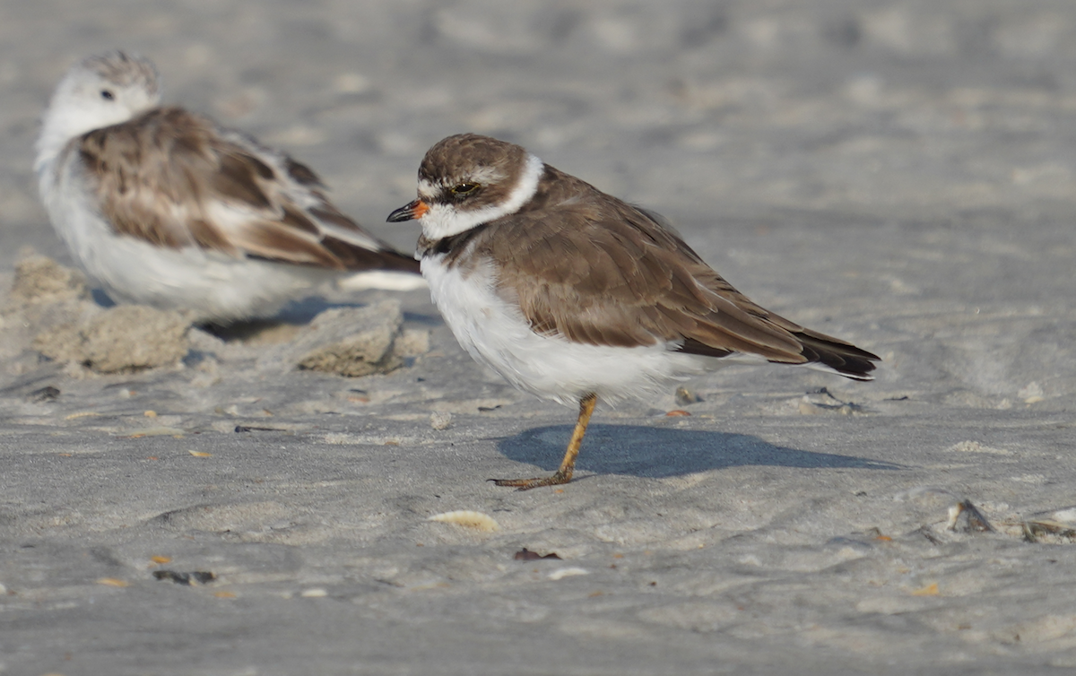 Semipalmated Plover - ML617757853