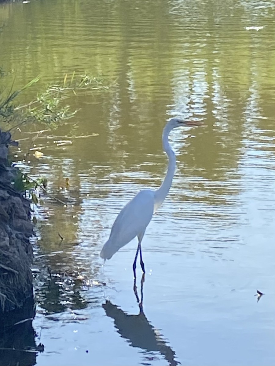 Great Egret - Ed Klassen