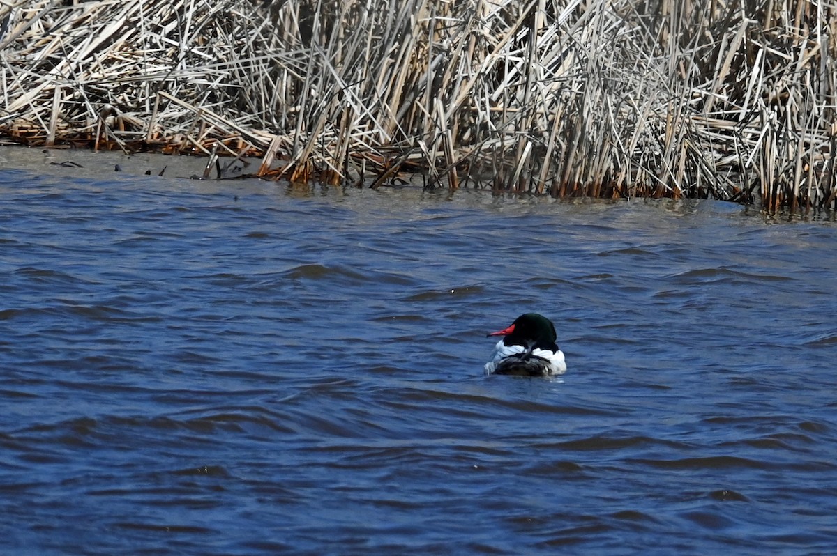 Common Merganser - ML617757913